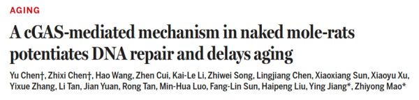 惠盈财富 裸鼹鼠为何“老而不衰”？上海专家解码DNA修复调控衰老的独特机制